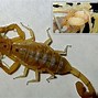 Image result for Scorpion with Babies