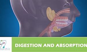 Image result for digestion 