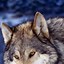 Image result for Animal Wallpaper for Phone
