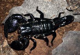 Image result for Scorpion Face Abstract