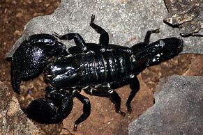 Image result for Black and Red Scorpion
