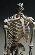 Image result for Rib Cage Reference