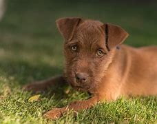 Image result for Patterdale Terrier