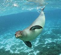 Image result for Caspian Seal Head