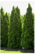 Image result for Emerald Green Arborvitae Hedge - 10 Pack - Dormant 12-18" | Zone 2-7 | 12 - 14 Feet | Full Sun