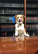 Image result for Puppy Lawyer