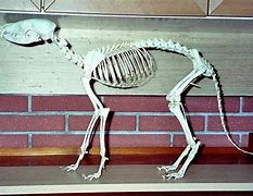 Image result for Fox Skeleton Bones