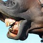 Image result for Horse Showing Its Teeth