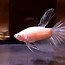 Image result for Albino Fish