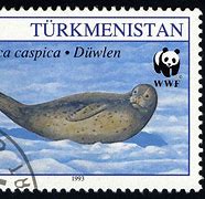 Image result for Caspian Seal Migration