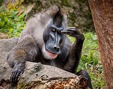 Image result for Funny Monkey Laughing
