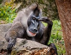 Image result for Silly Monkey