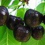 Image result for Cherry Types