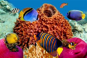 Image result for Coral Art Wallpapers