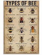 Image result for Cute Bee Names