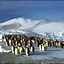 Image result for Emperor Penguin