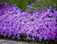 Image result for Purple Ground Cover Flowers Perennial