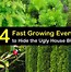 Image result for Evergreen Trees
