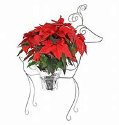 Image result for 6 Poinsettia
