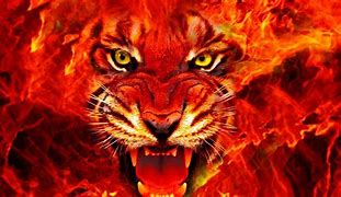 Image result for Tiger with Fire Eyes