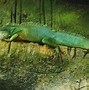 Image result for Albino Chinese Water Dragon