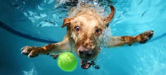 Image result for Water Dog Funny Wallpapers