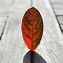 Image result for Fall Leaves iPad Backround Art