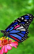 Image result for A Pretty Butterfly