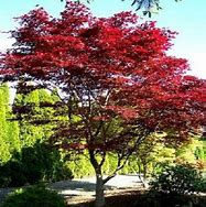 Image result for 5-6 ft. - Emperor Japanese Maple Tree - Brilliant Red Maple Leaves All Season Long