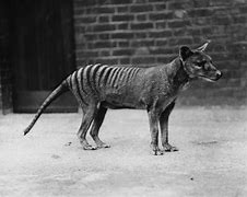 Image result for Tasmanian tiger cupboard
