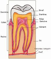Image result for Les Dents Humaines