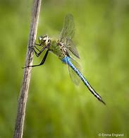 Image result for Male Dragonfly