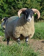 Image result for BlackFace Sheep