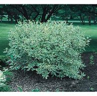 Image result for Lowe's Shrub Sale