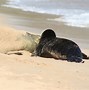 Image result for Hawaiian Monk Seal