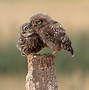 Image result for Owl Puns