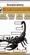 Image result for Scorpion Facts for Kids