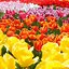 Image result for Spring Wallpaper Floral Kindel Fire