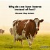 Image result for Bad Cow Jokes