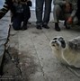 Image result for Caspian Seal Defending Its Self