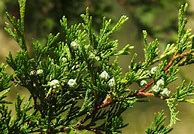Image result for Atlantic White Cedar Tree Identification