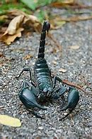 Image result for Scorpion Body Parts