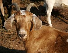 Image result for Goat Hill Pizza Pelosi