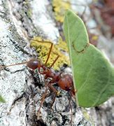 Image result for Leafcutter Ant