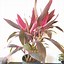 Image result for Cordyline Red Sister Ti Leaves