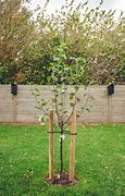 Image result for What to Use to Stake Tree