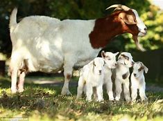 Image result for Female with its offspring goat