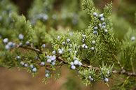 Image result for Eastern Red Cedar Tree Michigan