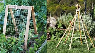 Image result for Bamboo Plant Supports