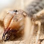 Image result for Brazilian Camel Spider